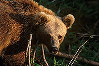Ours brun - Brown Bear - 16814