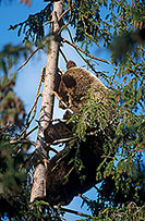 Ours brun - Brown Bear - 16817 Ours brun - Brown Bear - 16817