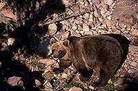 Ours brun - Brown Bear - 16820