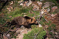 Ours brun - Brown Bear - 16821