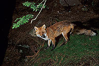 Renard roux - Red Fox - 16989
