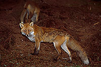 Renard roux - Red Fox - 16991