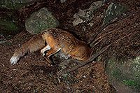 Renard roux - Red Fox - 16992 Renard roux - Red Fox - 16992