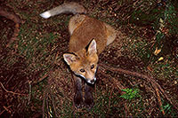 Renard roux - Red Fox - 16994 Renard roux - Red Fox - 16994