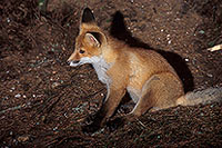 Renard roux - Red Fox  - 16995