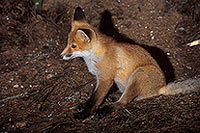 Renard roux - Red Fox - 16995 Renard roux - Red Fox - 16995