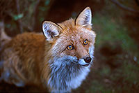 Renard roux - Red Fox  - 16998