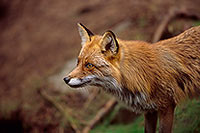 Renard roux - Red Fox  - 16999