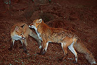 Renard roux - Red Fox  - 17002