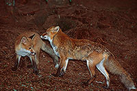 Renard roux - Red Fox - 17002 Renard roux - Red Fox - 17002