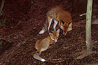 Renard roux - Red Fox - 17004 Renard roux - Red Fox - 17004