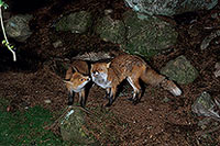 Renard roux - Red Fox  - 17005