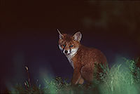 Renard roux - Red Fox  - 17006