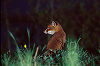 Renard roux - Red Fox  - 17007