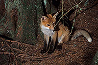Renard roux - Red Fox  - 17009