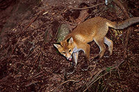 Renard roux - Red Fox  - 17010