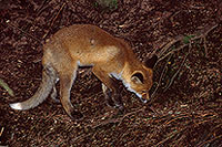 Renard roux - Red Fox  - 17012