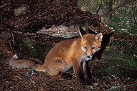Renard roux - Red Fox  - 17015