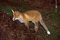 Renard roux - Red Fox  - 17017