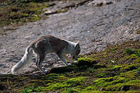 Renard polaire - Arctic Fox - 17023