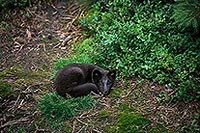Renard polaire - Arctic Fox - 17025 Renard polaire - Arctic Fox - 17025