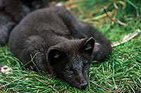 Renard polaire - Arctic Fox - 17026 Renard polaire - Arctic Fox - 17026