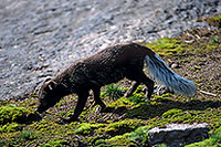 Renard polaire - Arctic Fox - 17030