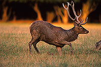 Cerf elaphe - Red Deer  - 16348