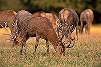 Cerf elaphe - Red Deer  - 16350