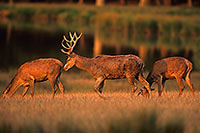 Cerf elaphe - Red Deer  - 16358