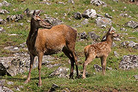 Cerf elaphe - Red Deer  - 16361