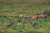 Cerf elaphe - Red Deer  - 16380