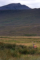 Cerf elaphe - Red Deer  - 16383