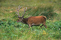 Cerf elaphe - Red Deer - 16396