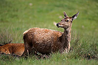 Cerf elaphe - Red Deer - 16397