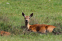 Cerf elaphe - Red Deer - 16398