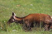 Cerf elaphe - Red Deer - 16399