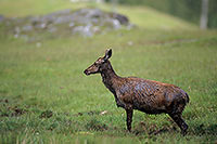 Cerf elaphe - Red Deer - 16400