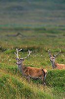 Cerf elaphe - Red Deer - 16401