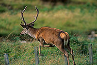 Cerf elaphe - Red Deer - 16403