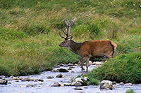 Cerf elaphe - Red Deer  - 16424