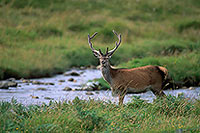 Cerf elaphe - Red Deer  - 16425