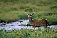 Cerf elaphe - Red Deer - 16425 Cerf elaphe - Red Deer - 16425