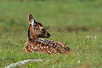 Cerf elaphe - Red Deer - 16430