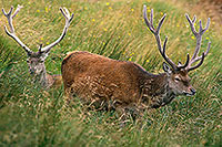 Cerf elaphe - Red Deer - 16433