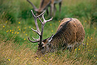 Cerf elaphe - Red Deer - 16434