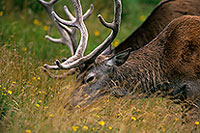 Cerf elaphe - Red Deer - 16435 Cerf elaphe - Red Deer - 16435