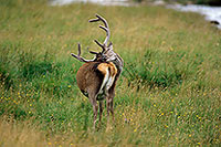 Cerf elaphe - Red Deer - 16436 Cerf elaphe - Red Deer - 16436