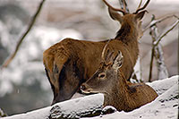 Cerf elaphe - Red Deer  - 16439