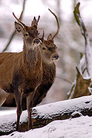 Cerf elaphe - Red Deer  - 16440